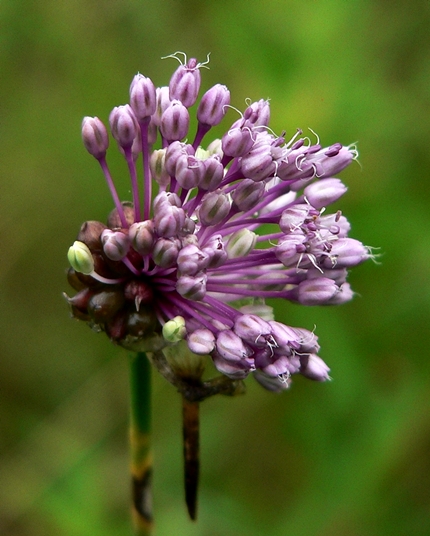 {Allium vineale}
